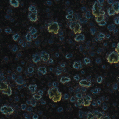 Mayco CG-786 Obsidian Jungle Gems Glaze (4 oz.)